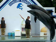 �T���l�C���摜